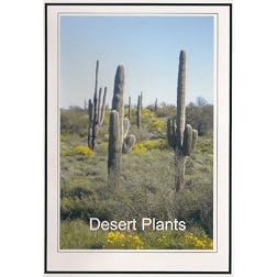 Desert Plant