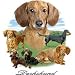 Dachshund Dog Breed Apparel : Dachshund Adult T-Shirt