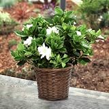 Fragrant Gardenia