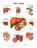 The Liver Anatomical Chart Laminated