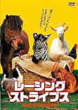 レーシング・ストライプス
