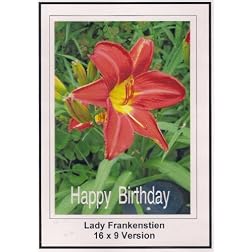 Lady Frankenstien: 16x9 Widescreen TV.: Greting Card: Happy Bithday