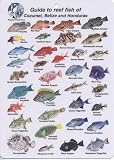 Fish Identification Cards - Cozumel, Belize and Honduras