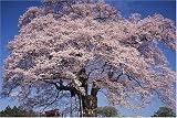 1000ピース 落合の醍醐桜 樹齢千年(岡山県) 10-487