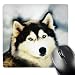   - Dogs Siberian Husky - Staring Siberian Husky - Mouse Pads