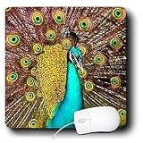 Birds - Colorful Peacock - Mouse Pads