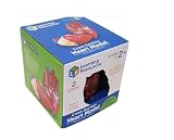 Learning Resources Cross Section Human Heart Model