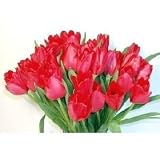 20 Fresh Cut Red Tulips