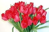 20 Fresh Cut Red Tulips - Mother's Day Fresh Flowers