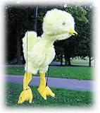 Chicken 18\