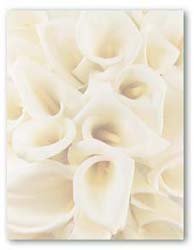 Masterpiece White Calla Lilies Letterhead - 8.5 x 11 - 25 Sheets
