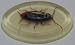 Cockroach vegetable glycerin soap