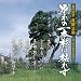 別れの一本杉は枯れず