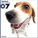   - THE DOG Artlist - 2007 Beagle Wall Calendar