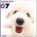   - THE DOG Artlist - 2007 Bichon Frise Wall Calendar