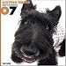   - THE DOG Artlist - 2007 Scottish Terrier Wall Calendar