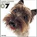   - THE DOG Artlist - 2007 Cairn Terrier Wall Calendar