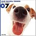   - THE DOG Artlist - 2007 Jack Russell Wall Calendar