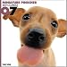   - THE DOG Artlist - 2007 Miniature Pinscher (Min Pin) Wall Calendar