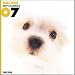   - THE DOG Artlist - 2007 Maltese Wall Calendar