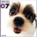   - THE DOG Artlist - 2007 Shih Tzu Wall Calendar