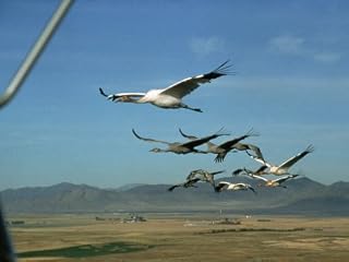 How do Birds Fly?