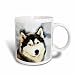 Dogs Siberian Husky - Staring Siberian Husky - Mugs