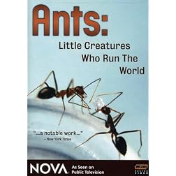 NOVA: Ants - Little Creatures Who Run the World