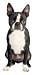 Boston Terrier Dog Die-Cut Photographic Magnet