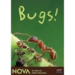 NOVA: Bugs