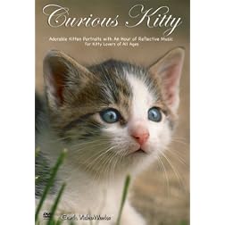 Curious Kitty