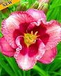 Daylilies