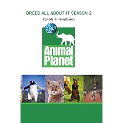 Breed All About It Season 2 - Episode 11: Greyhounds