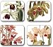 Orchids by Jason - Set of 4 Placemats