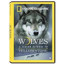 Wolves: A Legend Returns to Yellowstone