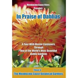 In Praise of Dahlias