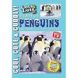 Lots and Lots of Playful Penguins & Their Toe-Tappin Feet