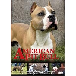 American Pit Bull