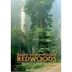 Realm of the Ancient Redwoods