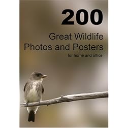 200 Great Wildlife Photos and Posters