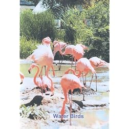 Water Birds (Relaxation)