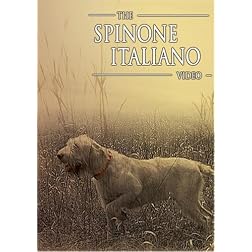 The Spinone Italiano