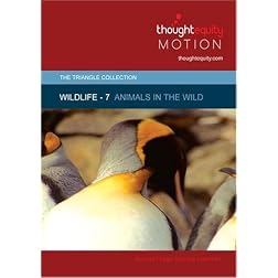Wildlife 7 - Animals in the Wild