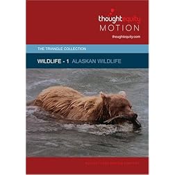 Wildlife 1 - Alaskan Wildlife