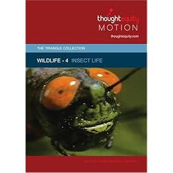 Wildlife 4 - Insect Life