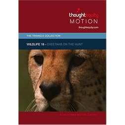 Wildlife 18 - Cheetahs on the Hunt