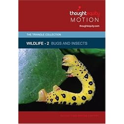 Wildlife 2 - Bugs and Insects