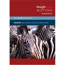 Wildlife 3 - Flocks, Schools and Herds