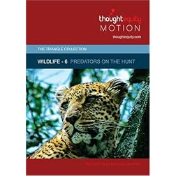 Wildlife 6 - Predators on the Hunt