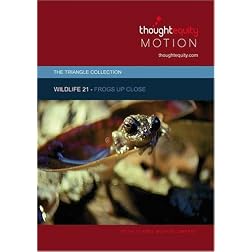 Wildlife 21 - Frogs Up Close